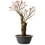 Acer palmatum Arakawa, 47 cm, ± 25 jaar oud