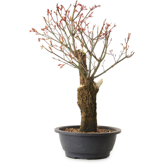 Acer palmatum Arakawa, 47 cm, ± 25 years old