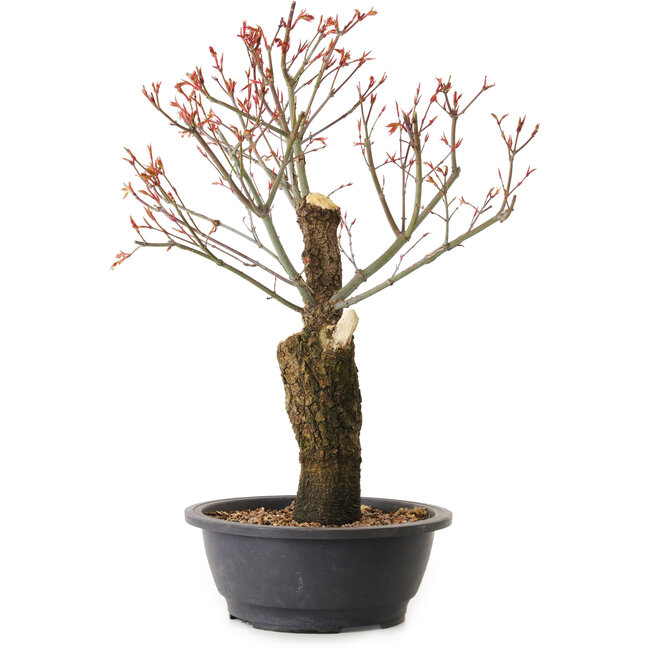 Acer palmatum Arakawa, 47 cm, ± 25 Jahre alt