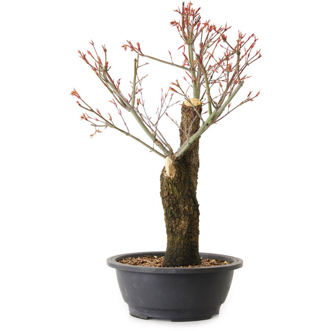Acer palmatum Arakawa, 47 cm, ± 25 ans