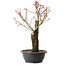 Acer palmatum Arakawa, 47 cm, ± 25 ans