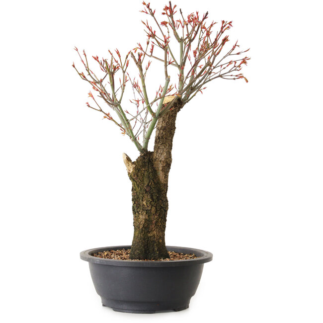 Acer palmatum Arakawa, 47 cm, ± 25 años