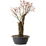 Acer palmatum Arakawa, 47 cm, ± 25 jaar oud