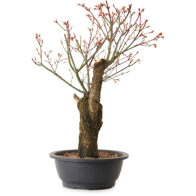 Acer palmatum Arakawa, 47 cm, ± 25 jaar oud