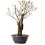 Acer palmatum Arakawa, 47 cm, ± 25 años
