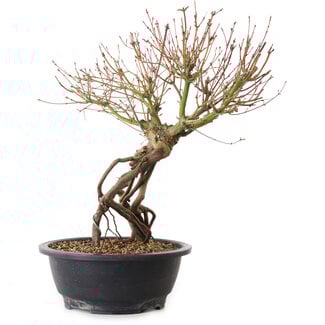 Acer palmatum, 38 cm, ± 25 ans