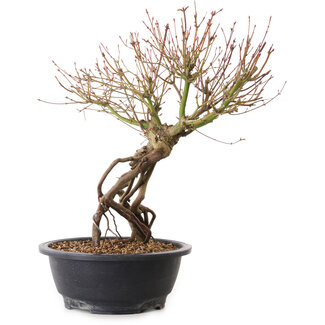 Acer palmatum, 38 cm, ± 25 years old