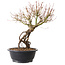 Acer palmatum, 38 cm, ± 25 Jahre alt
