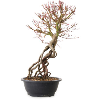 Acer palmatum, 52 cm, ± 25 Jahre alt