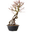 Acer palmatum, 52 cm, ± 25 jaar oud