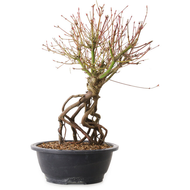 Acer palmatum, 38 cm, ± 25 ans
