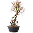 Acer palmatum, 52 cm, ± 25 ans