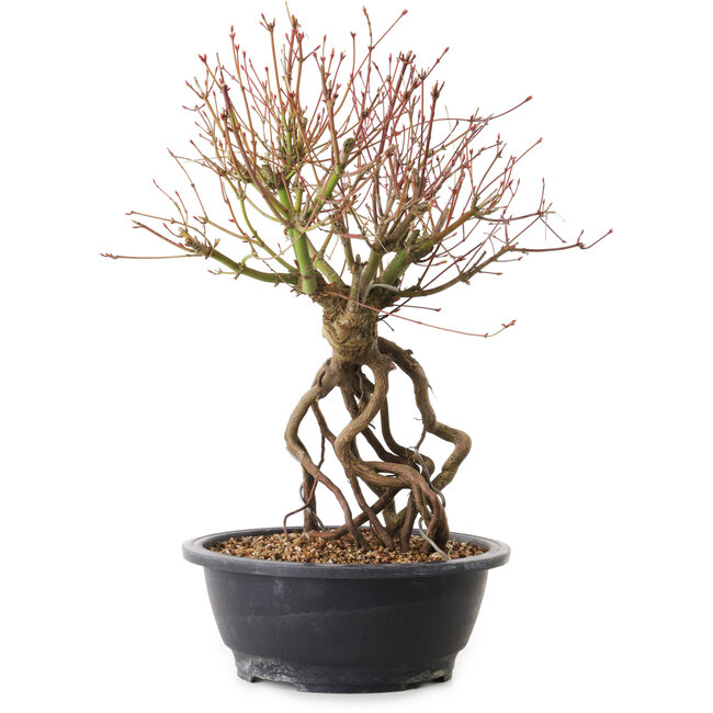 Acer palmatum, 38 cm, ± 25 años