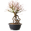 Acer palmatum, 38 cm, ± 25 ans