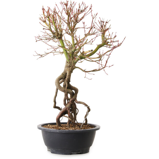 Acer palmatum, 52 cm, ± 25 jaar oud