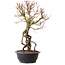 Acer palmatum, 52 cm, ± 25 years old