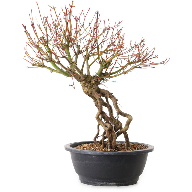 Acer palmatum, 38 cm, ± 25 Jahre alt