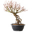 Acer palmatum, 38 cm, ± 25 ans