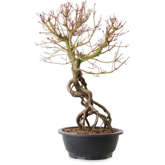 Acer palmatum, 52 cm, ± 25 años