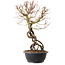 Acer palmatum, 52 cm, ± 25 Jahre alt