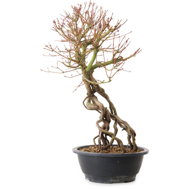 Acer palmatum, 52 cm, ± 25 años