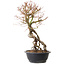 Acer palmatum, 52 cm, ± 25 ans