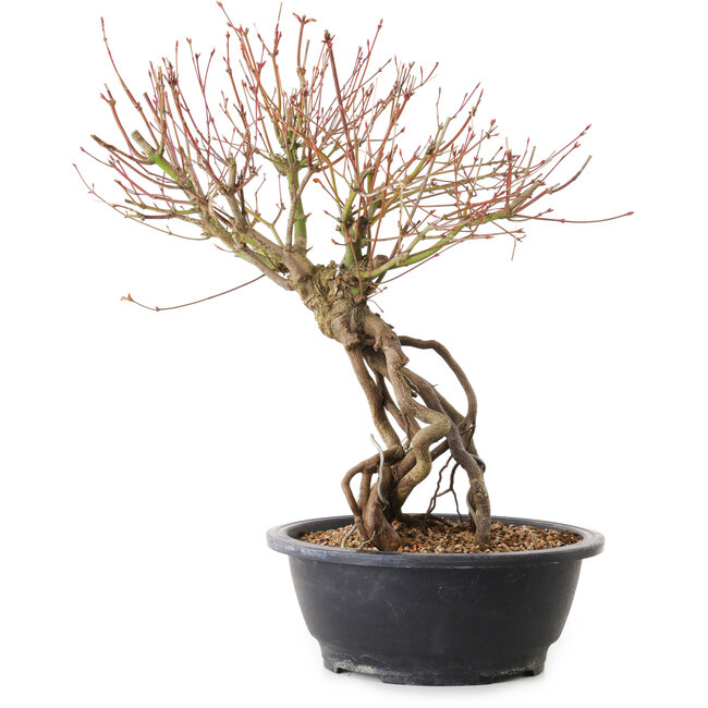 Acer palmatum, 38 cm, ± 25 years old