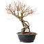 Acer palmatum, 38 cm, ± 25 años