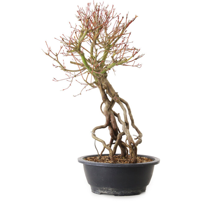 Acer palmatum, 52 cm, ± 25 ans