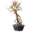 Acer palmatum, 52 cm, ± 25 Jahre alt