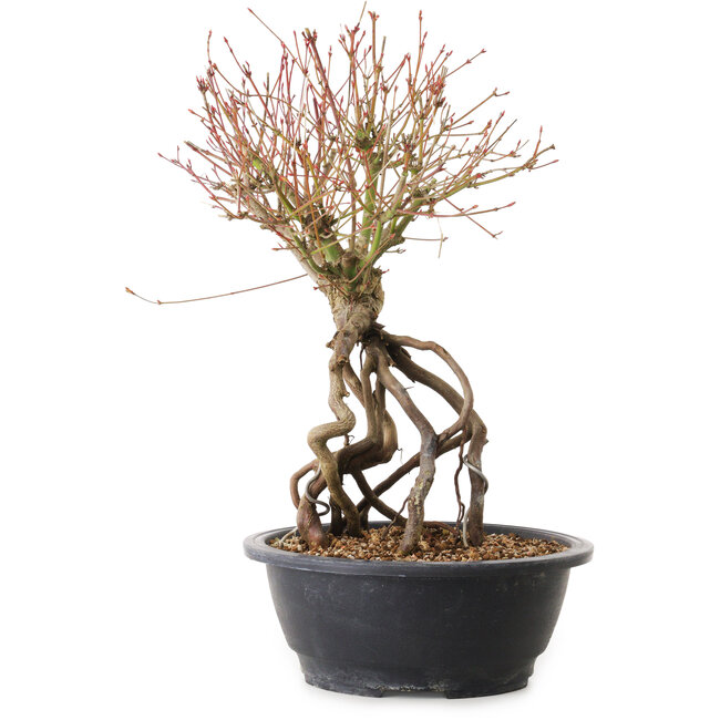 Acer palmatum, 38 cm, ± 25 jaar oud