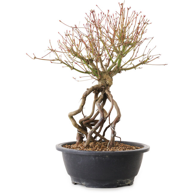 Acer palmatum, 38 cm, ± 25 ans