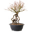 Acer palmatum, 38 cm, ± 25 years old