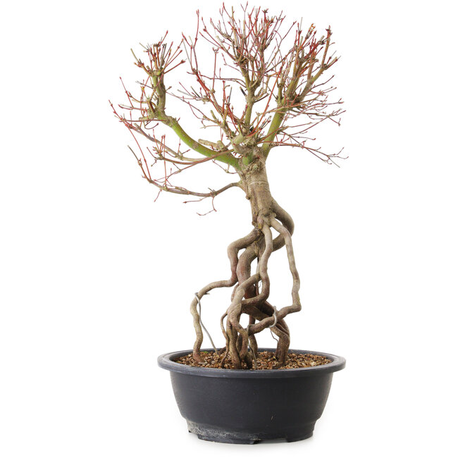 Acer palmatum, 52 cm, ± 25 jaar oud