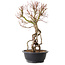 Acer palmatum, 52 cm, ± 25 ans