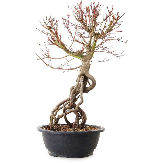 Acer palmatum, 52 cm, ± 25 jaar oud