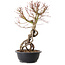Acer palmatum, 52 cm, ± 25 ans