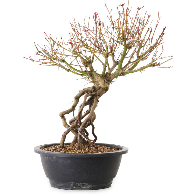 Acer palmatum, 38 cm, ± 25 años