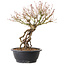Acer palmatum, 38 cm, ± 25 años