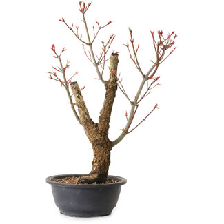 Acer palmatum Arakawa, 44 cm, ± 25 ans