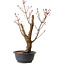 Acer palmatum Arakawa, 44 cm, ± 25 ans
