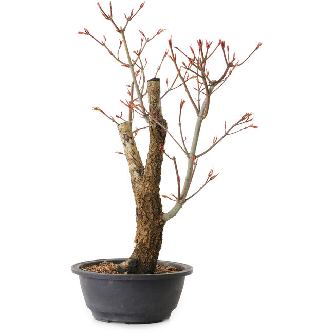 Acer palmatum Arakawa, 44 cm, ± 25 ans
