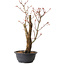 Acer palmatum Arakawa, 44 cm, ± 25 ans