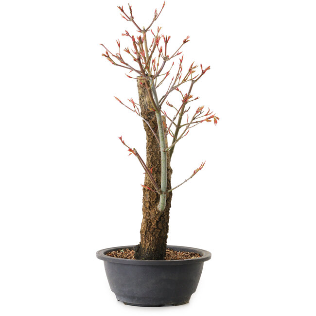 Acer palmatum Arakawa, 44 cm, ± 25 ans