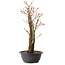 Acer palmatum Arakawa, 44 cm, ± 25 ans