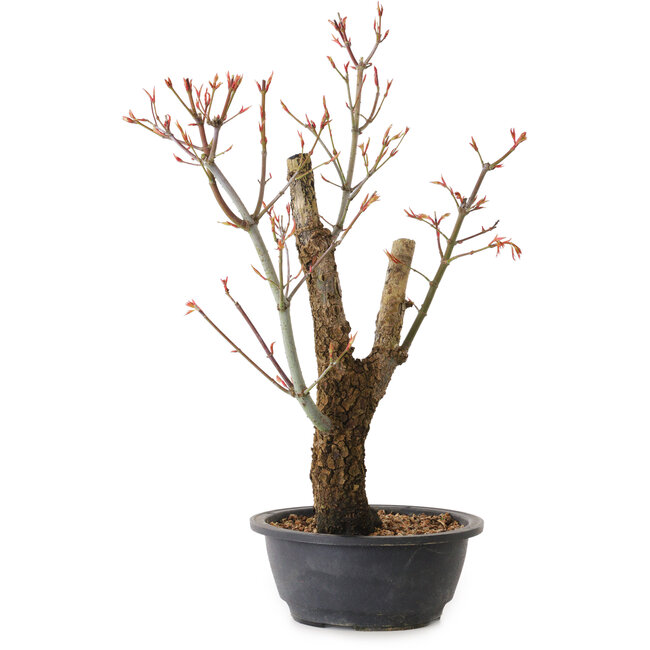 Acer palmatum Arakawa, 44 cm, ± 25 ans