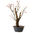Acer palmatum Arakawa, 44 cm, ± 25 ans