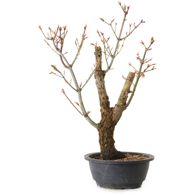 Acer palmatum Arakawa, 44 cm, ± 25 ans