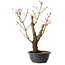 Acer palmatum Arakawa, 44 cm, ± 25 ans