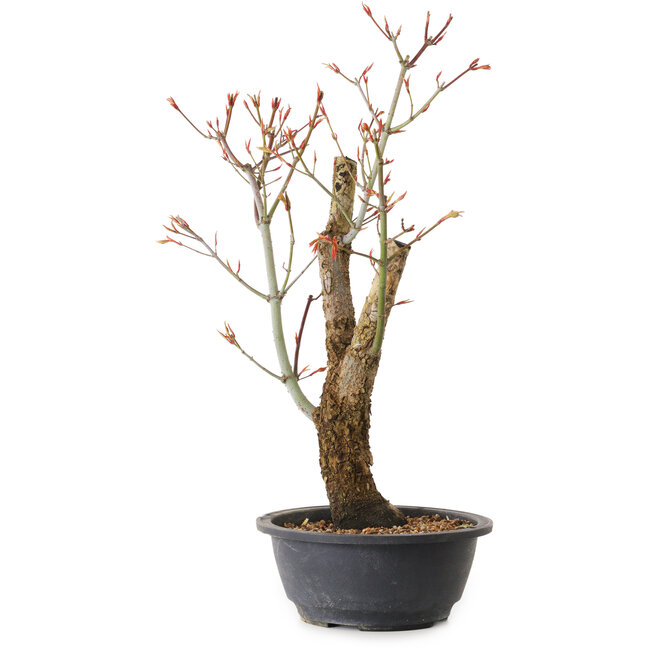Acer palmatum Arakawa, 44 cm, ± 25 ans